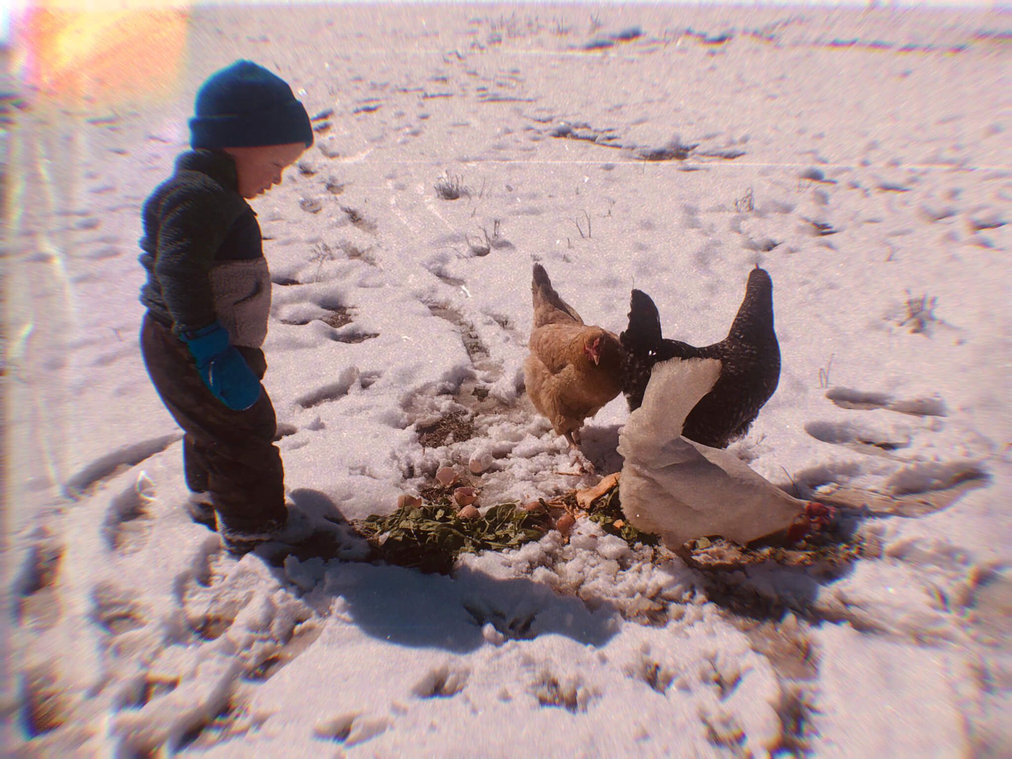 Telos in the Chicken Coop